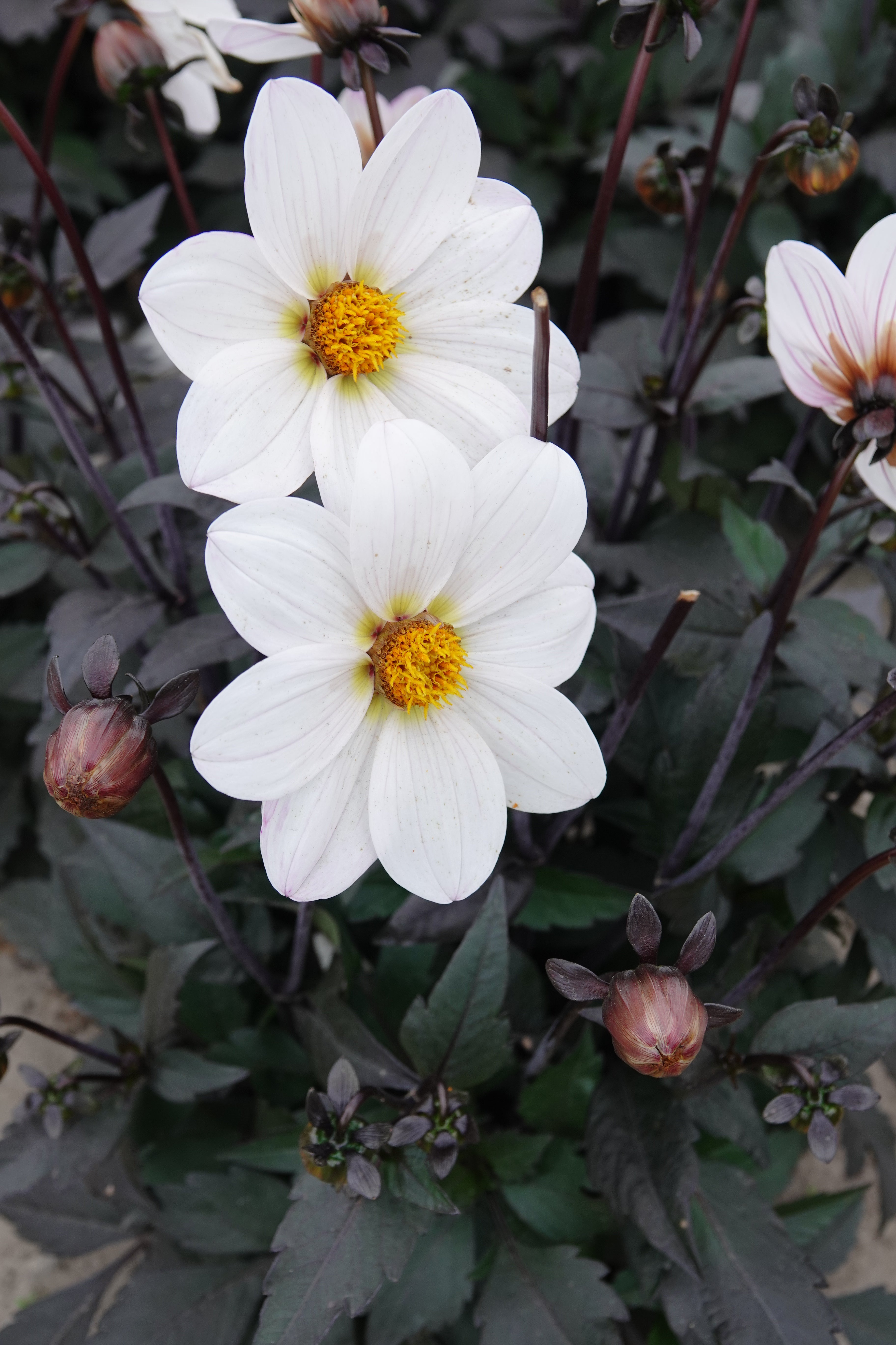 Dahlie Dahlegria White
