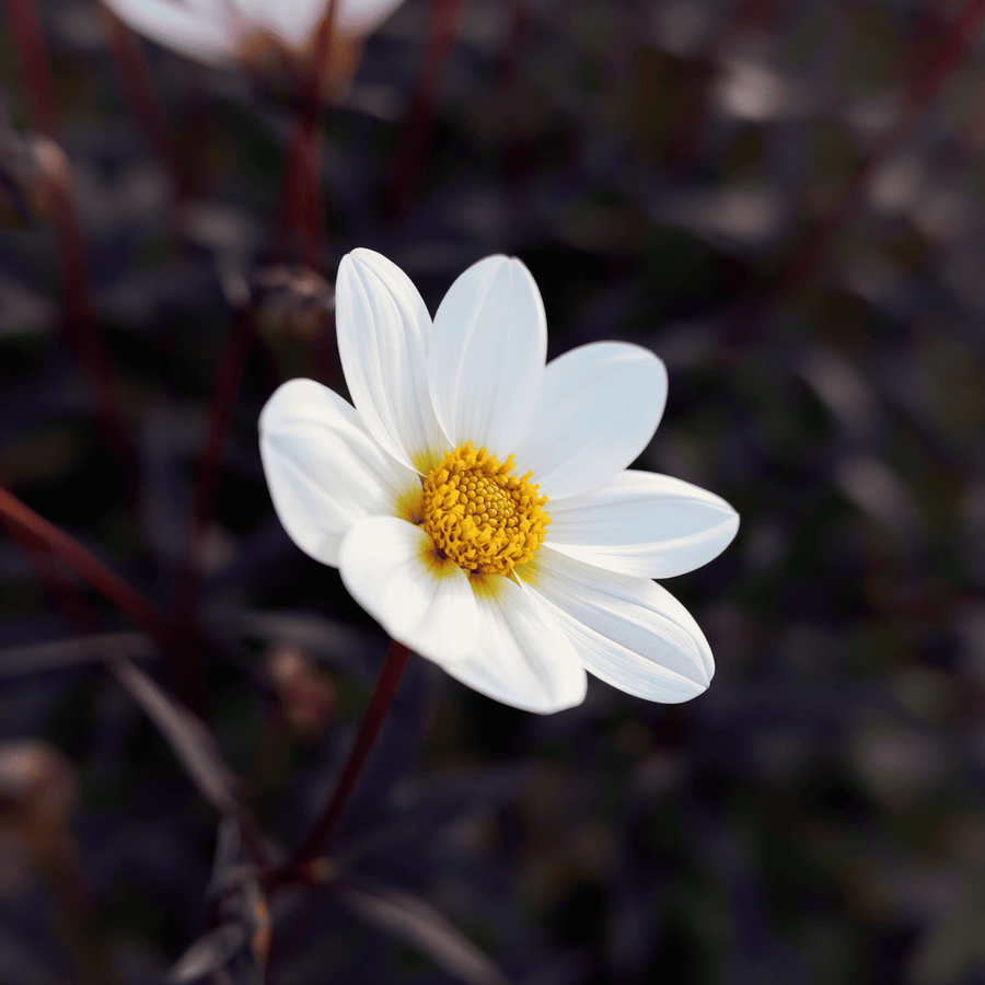 Dahlie Dahlegria White
