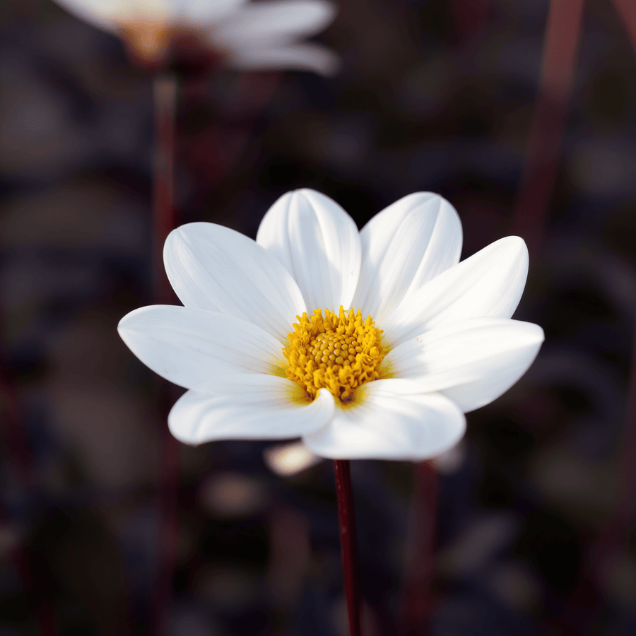 Dahlie Dahlegria White