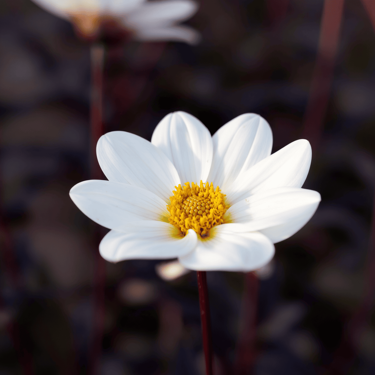 Dahlie Dahlegria White