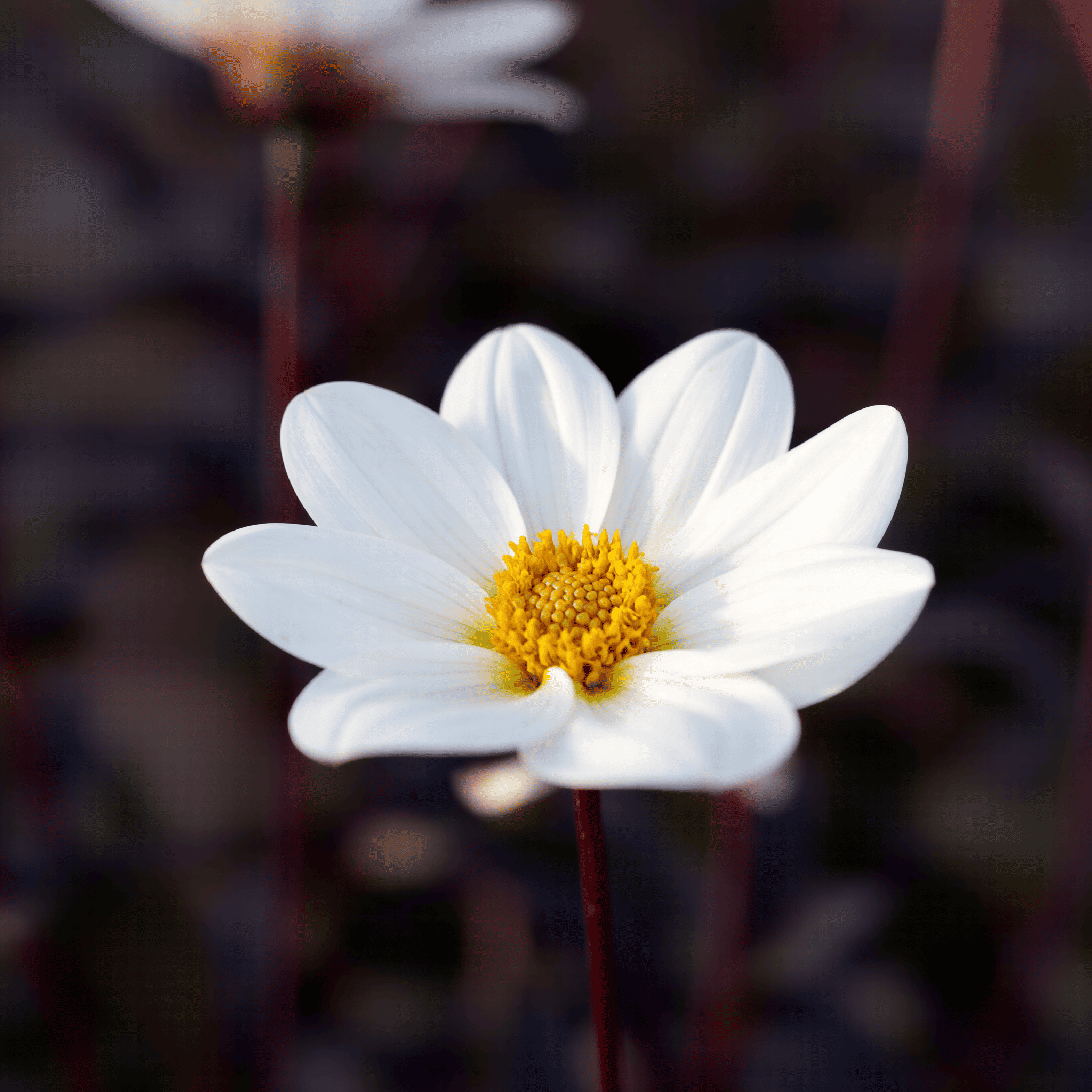 Dahlie Dahlegria White
