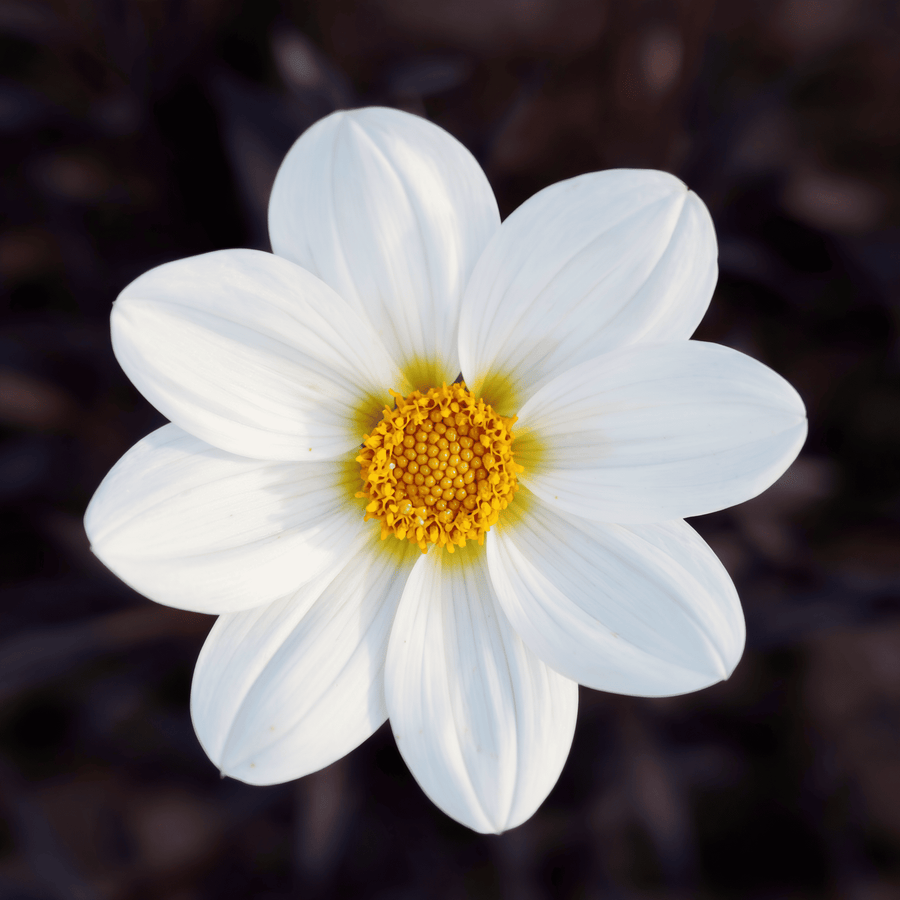 Dahlie Dahlegria White