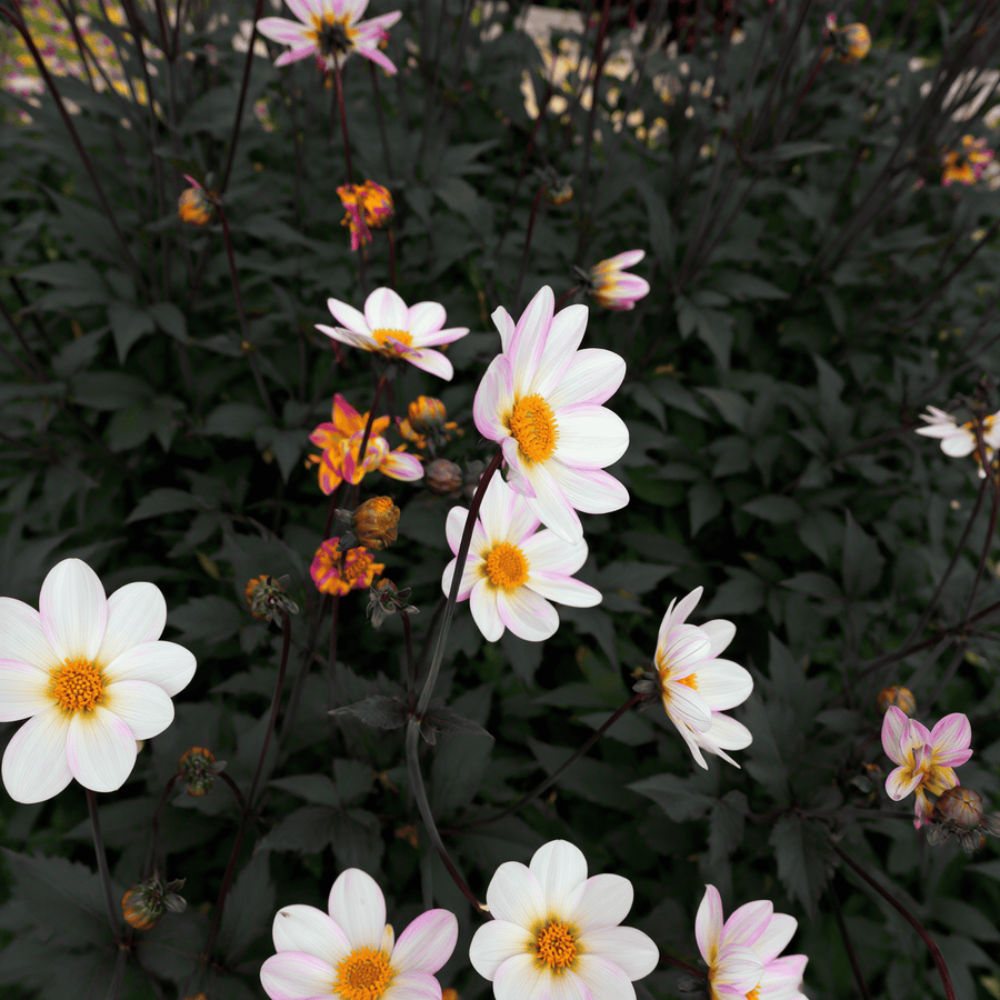 Dahlie Dahlegria White