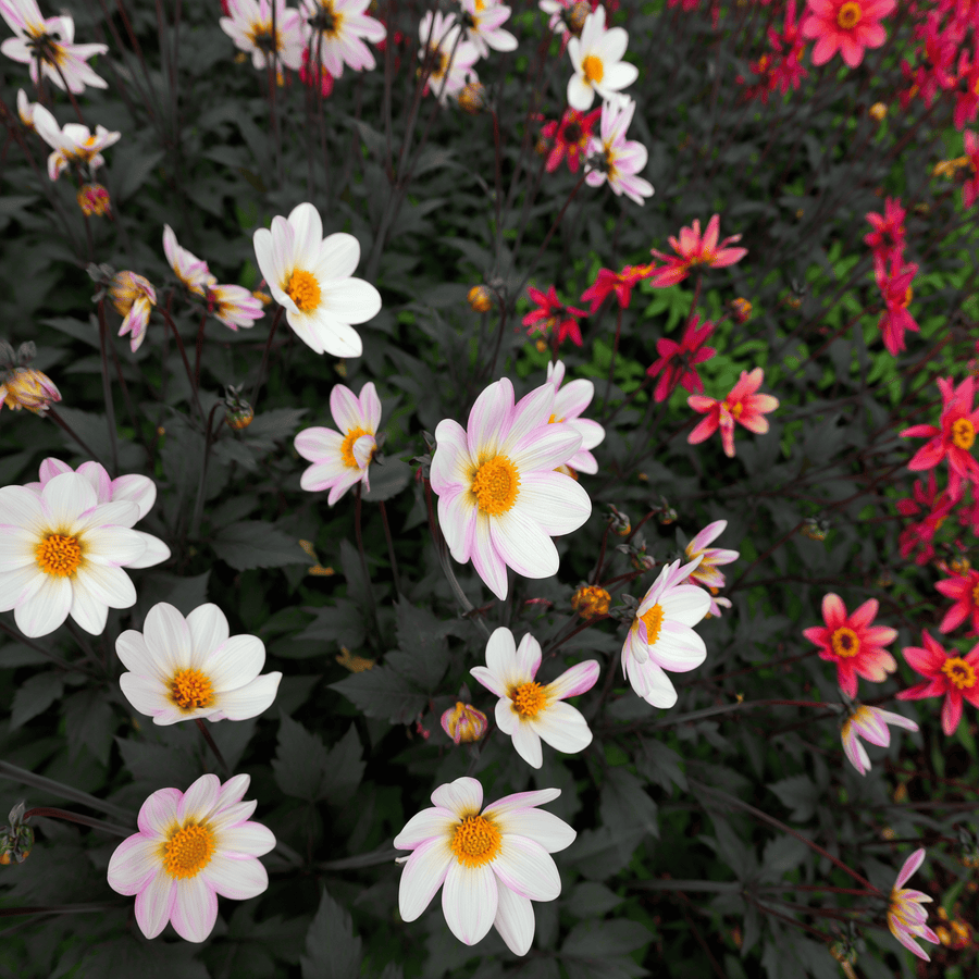Dahlie Dahlegria White