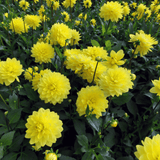 Dahlie American Sun