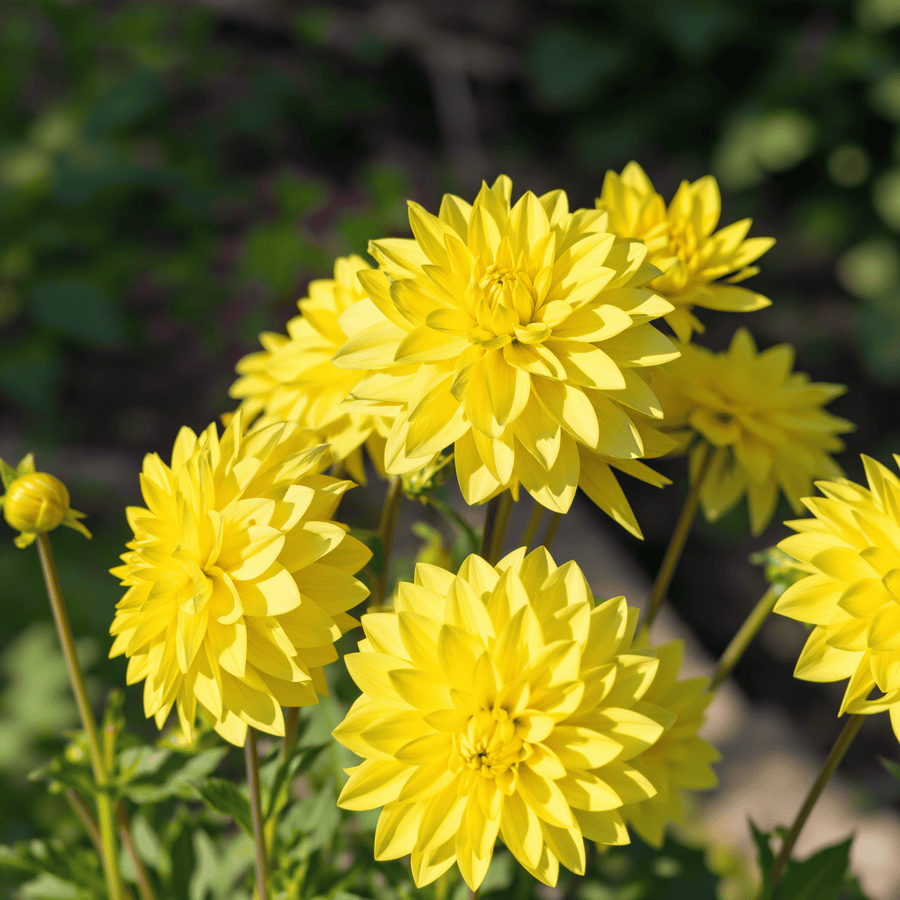 Dahlie American Sun