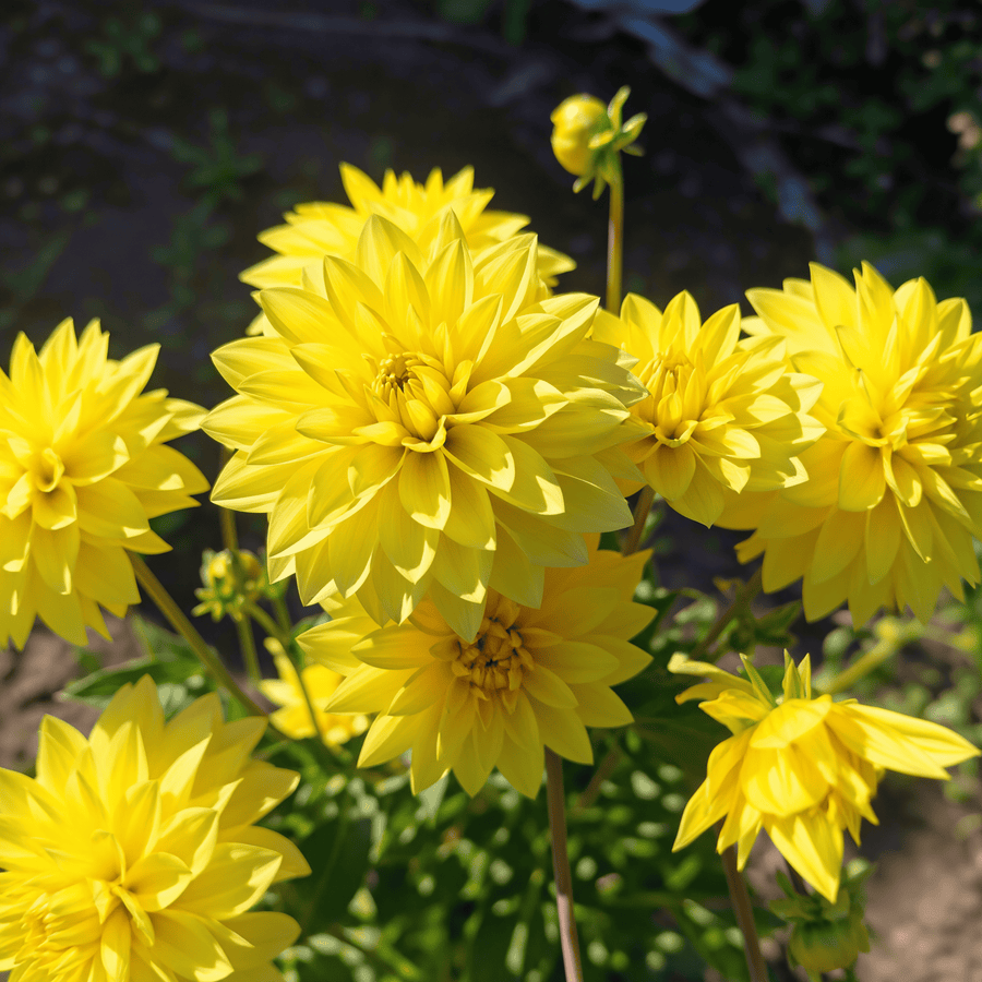 Dahlie American Sun