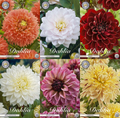 Dahlien-Garten-Lieblinge