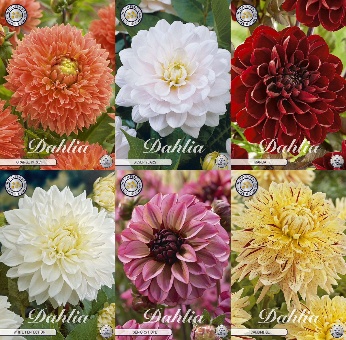 Dahlien-Garten-Lieblinge