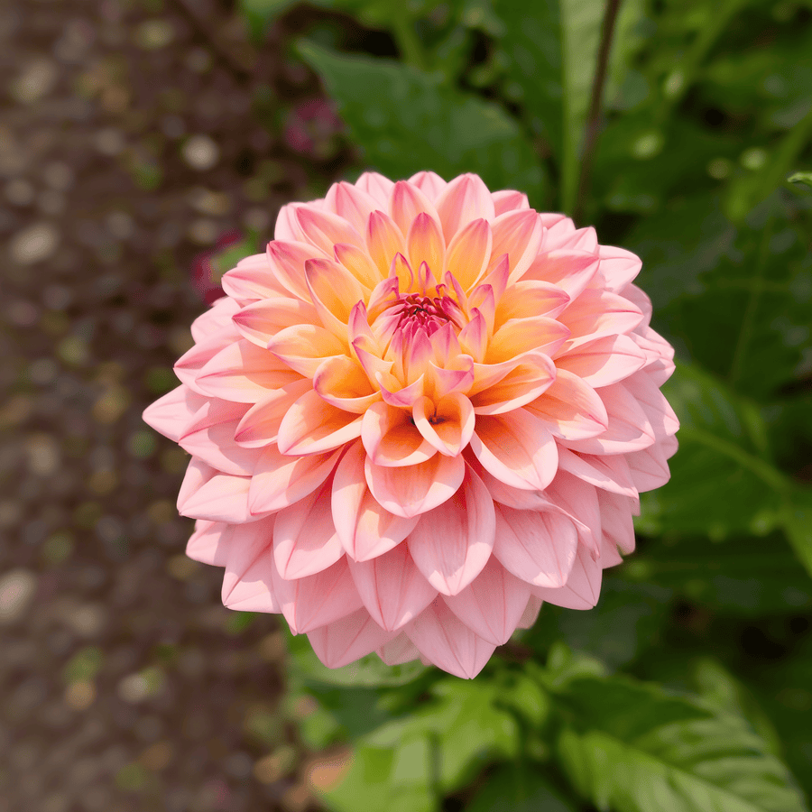 Dahlie Princesse Elisabeth
