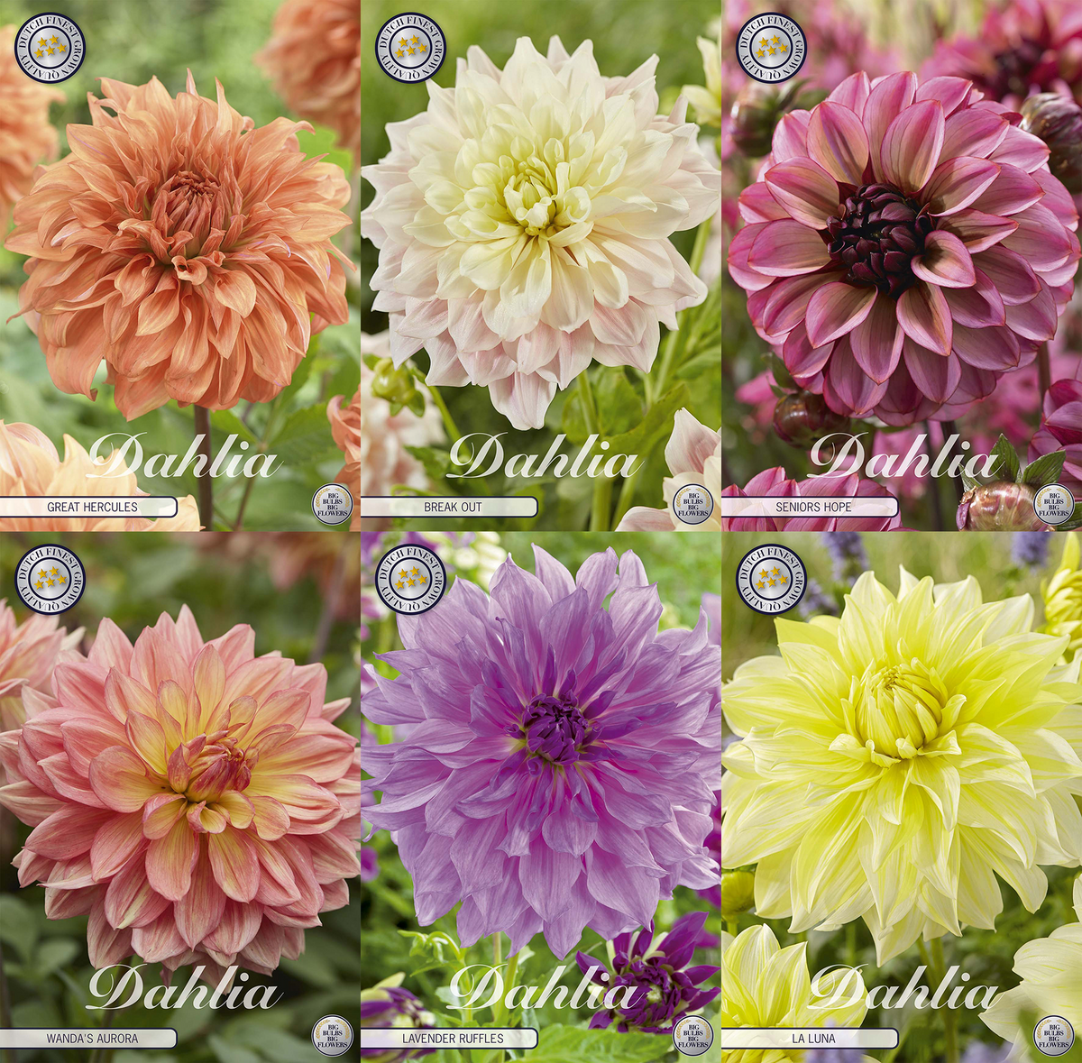 Dahlia-Erklärung