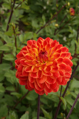 Dahlie Kees Verkade