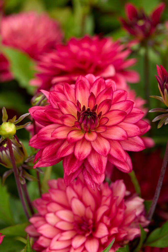 Dahlie Ocean Of Love