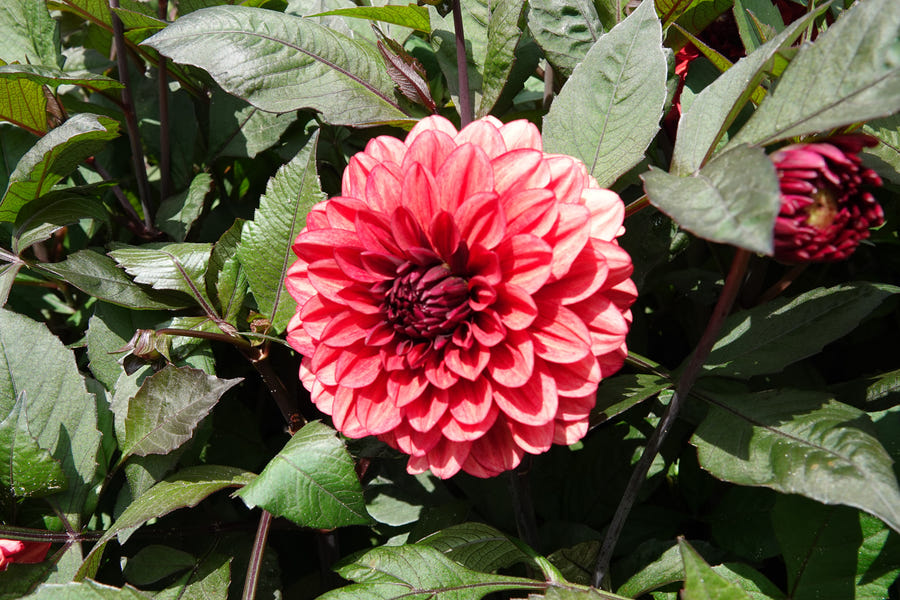 Dahlie Orient Express