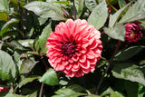 Dahlie Orient Express