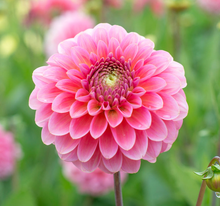 Dahlie Pink Runner