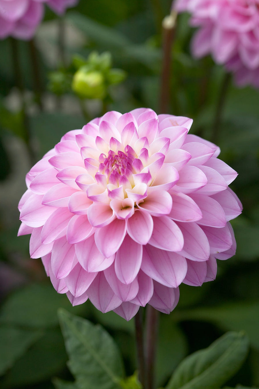 Dahlie 'Princess Laetitia'