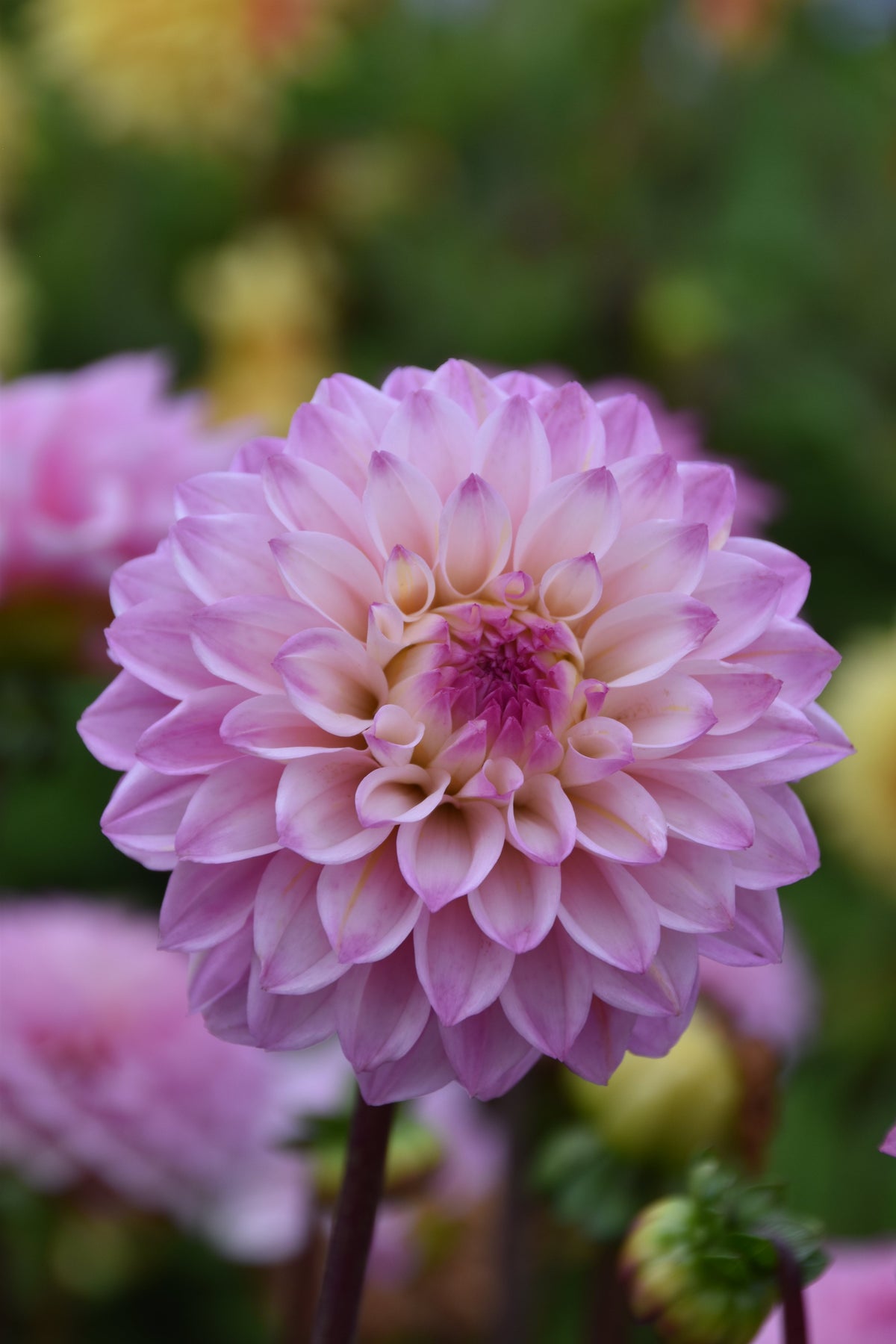 Dahlie 'Princess Laetitia'