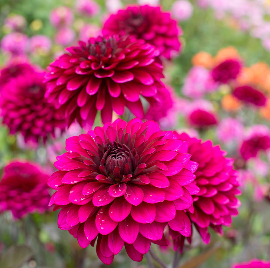 Dahlie Purple Flame