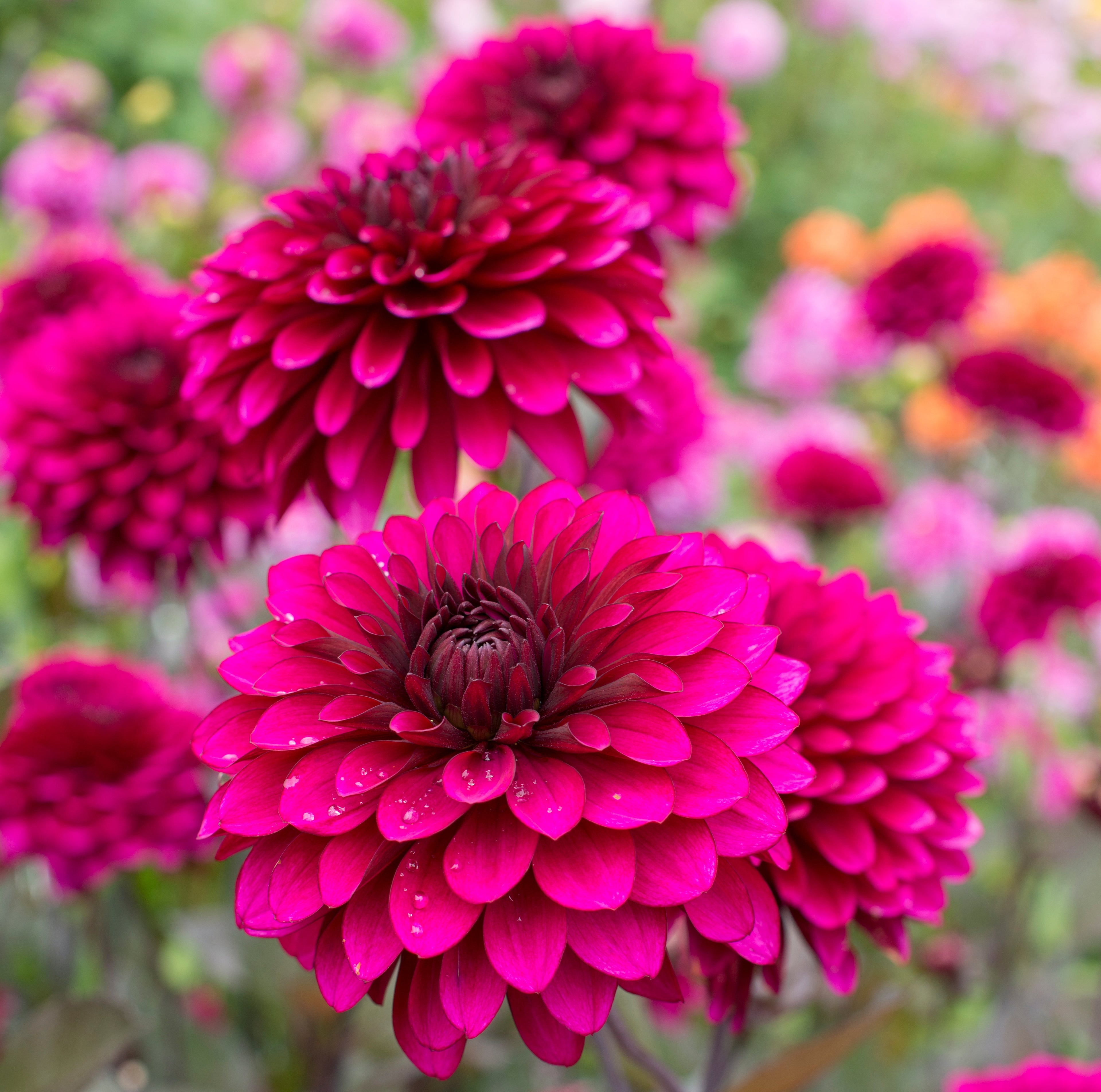 Dahlie Purple Flame