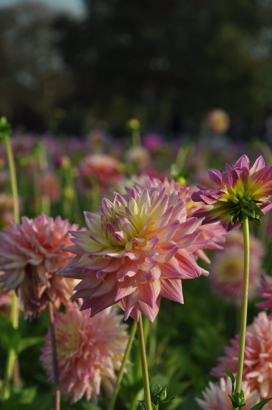 Dahlia Romantique