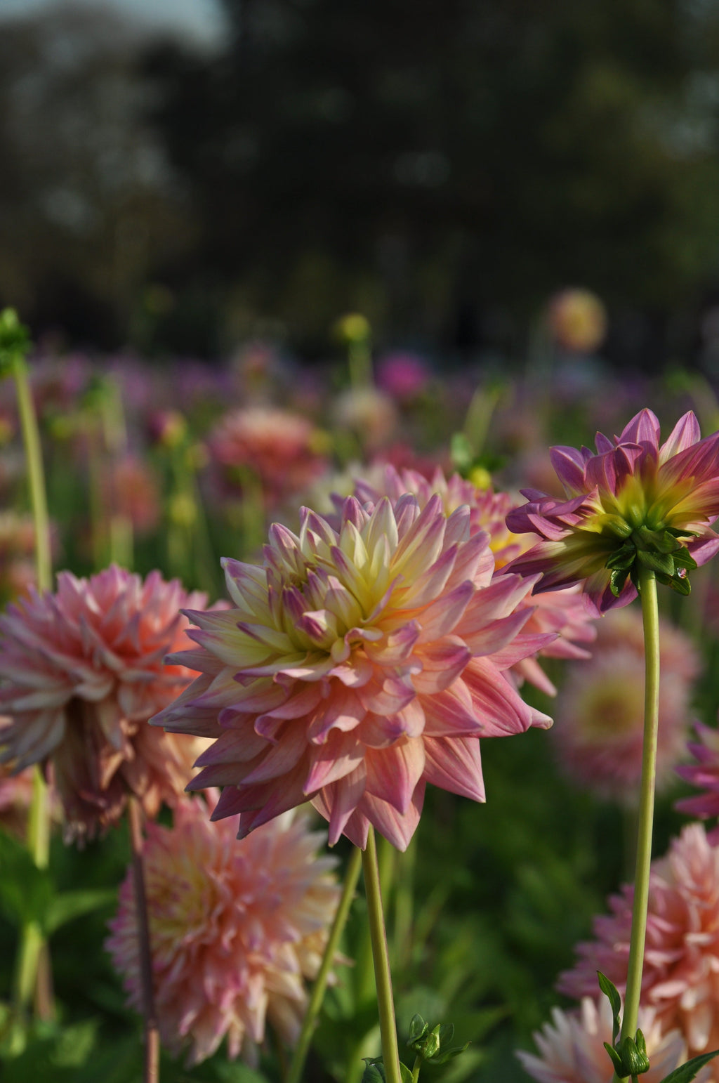 Dahlia Romantique