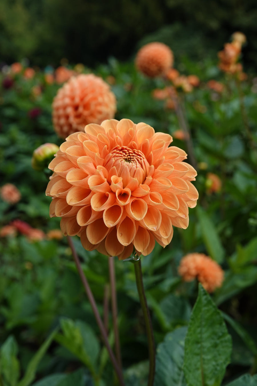 Dahlia Sylvia