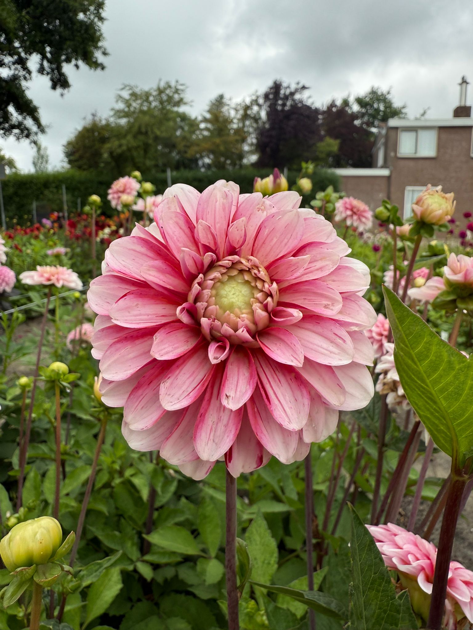 Dahlie 'Strawberry Cream'