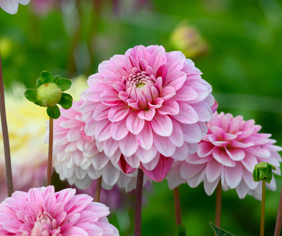 Dahlie 'Strawberry Cream'
