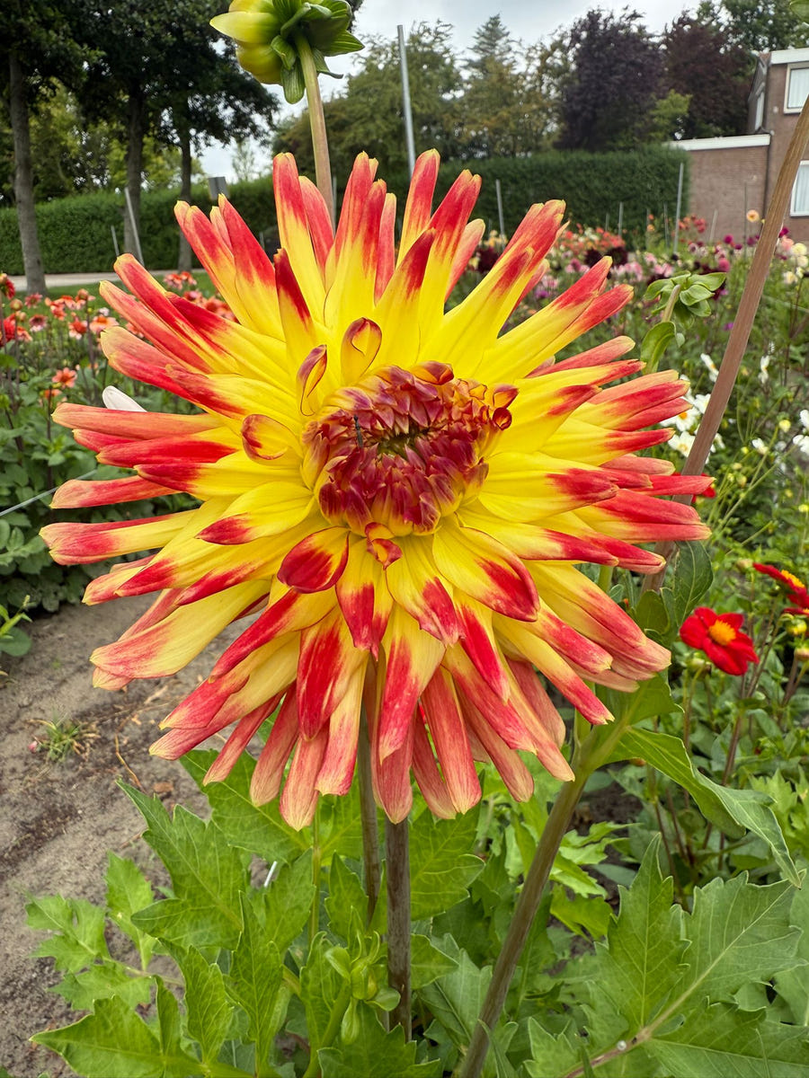 Dahlie Summer Breeze