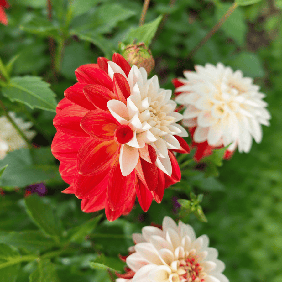 Dahlie 'Tangerine Sorbet'