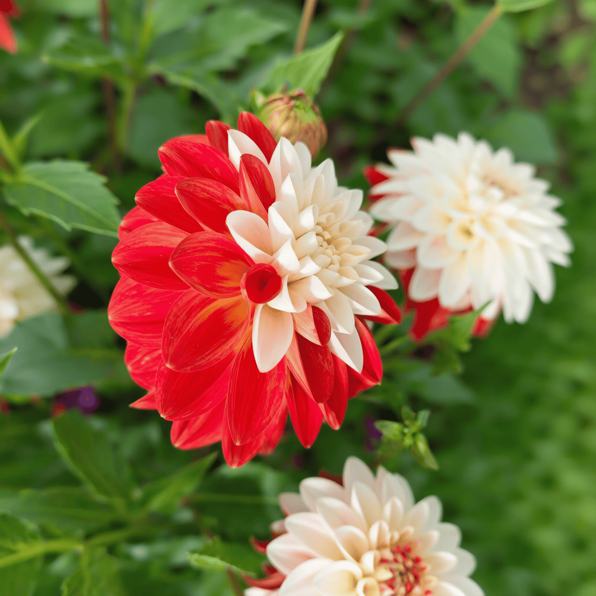 Dahlie 'Tangerine Sorbet'