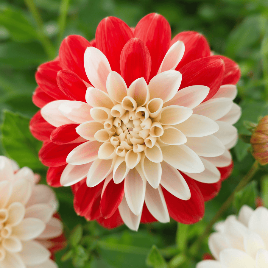 Dahlie 'Tangerine Sorbet'