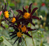 Dahlia Verrones Obsidian
