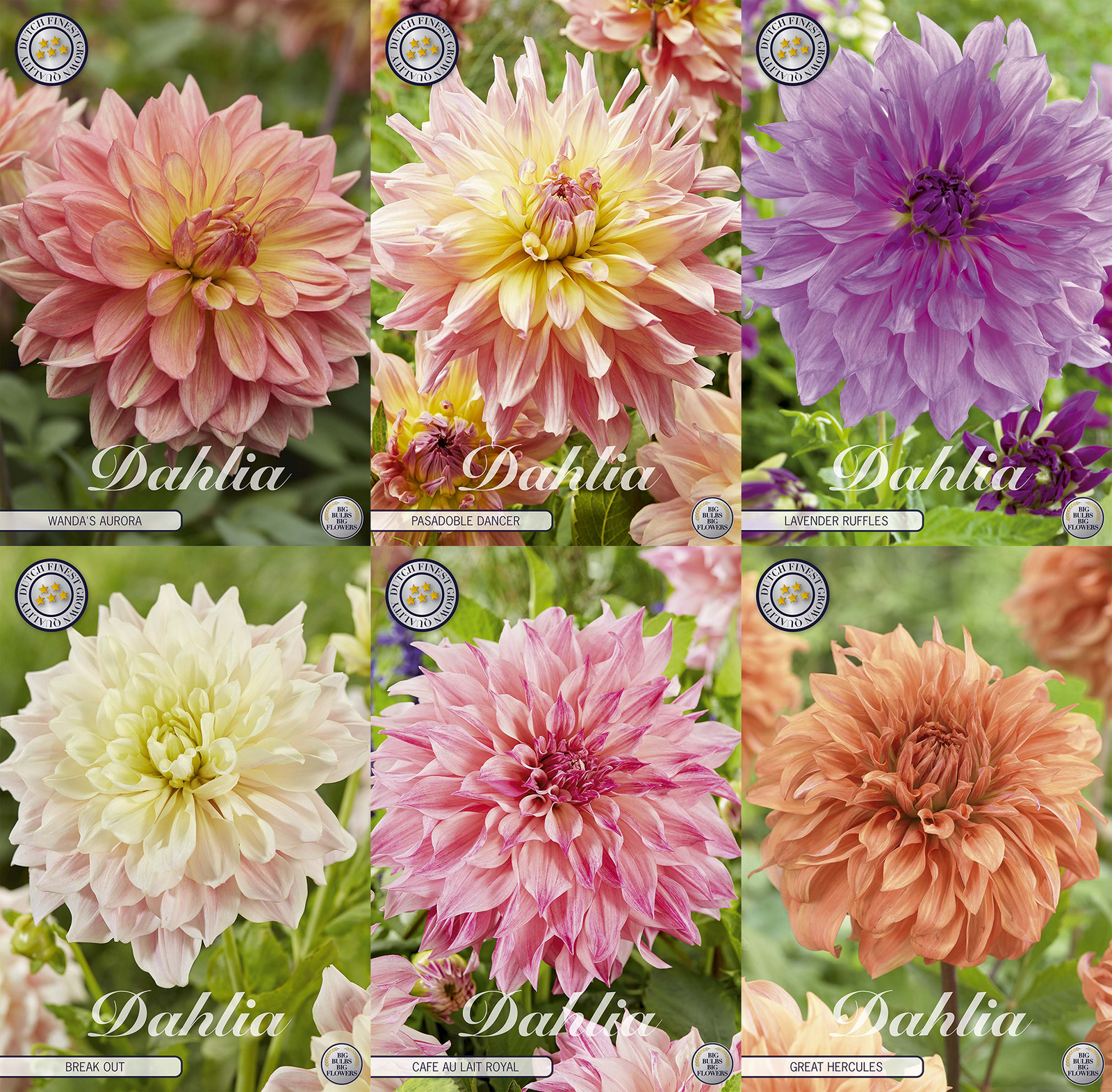 Dahlia Royals
