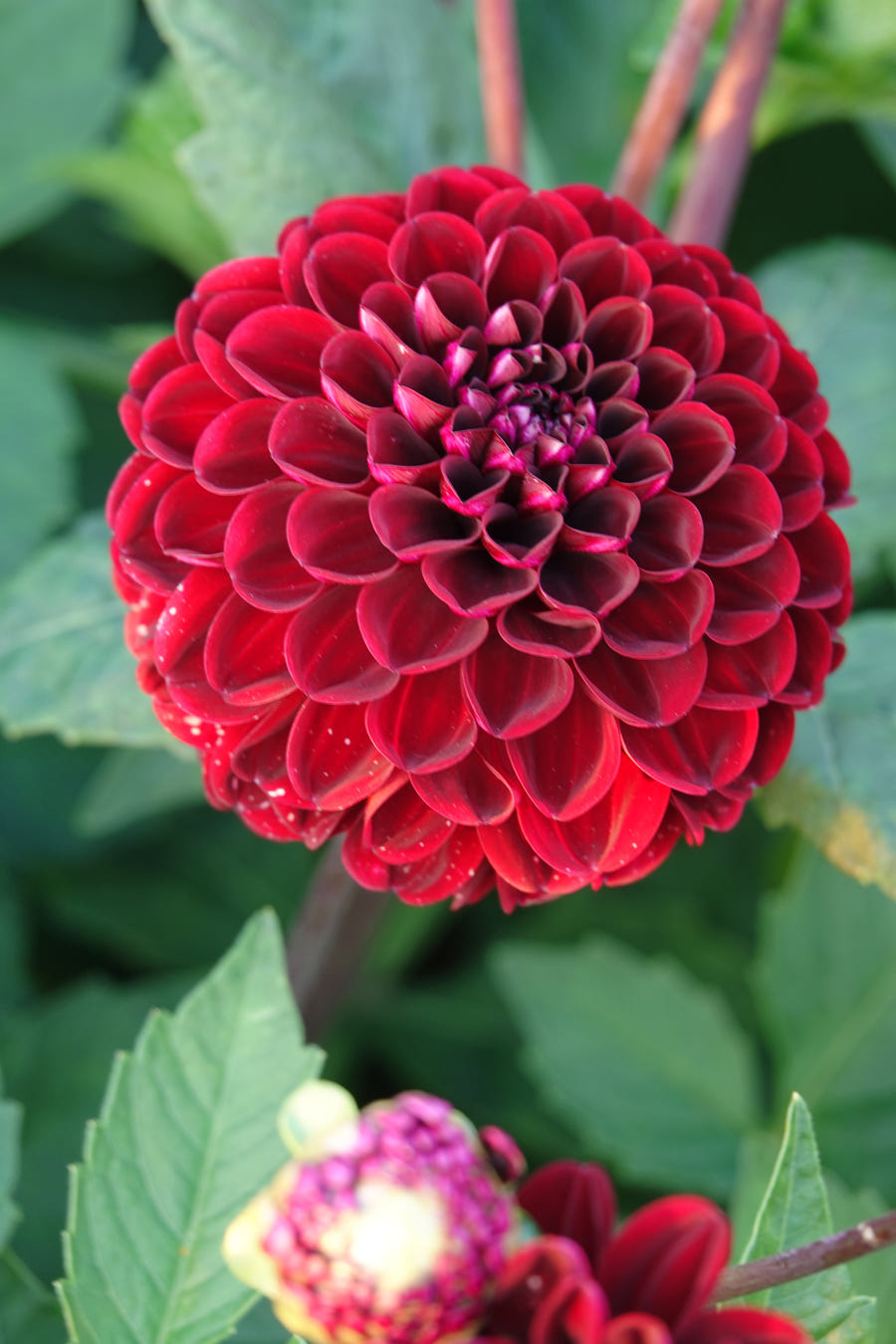 Dahlia 'Dark Spirit'