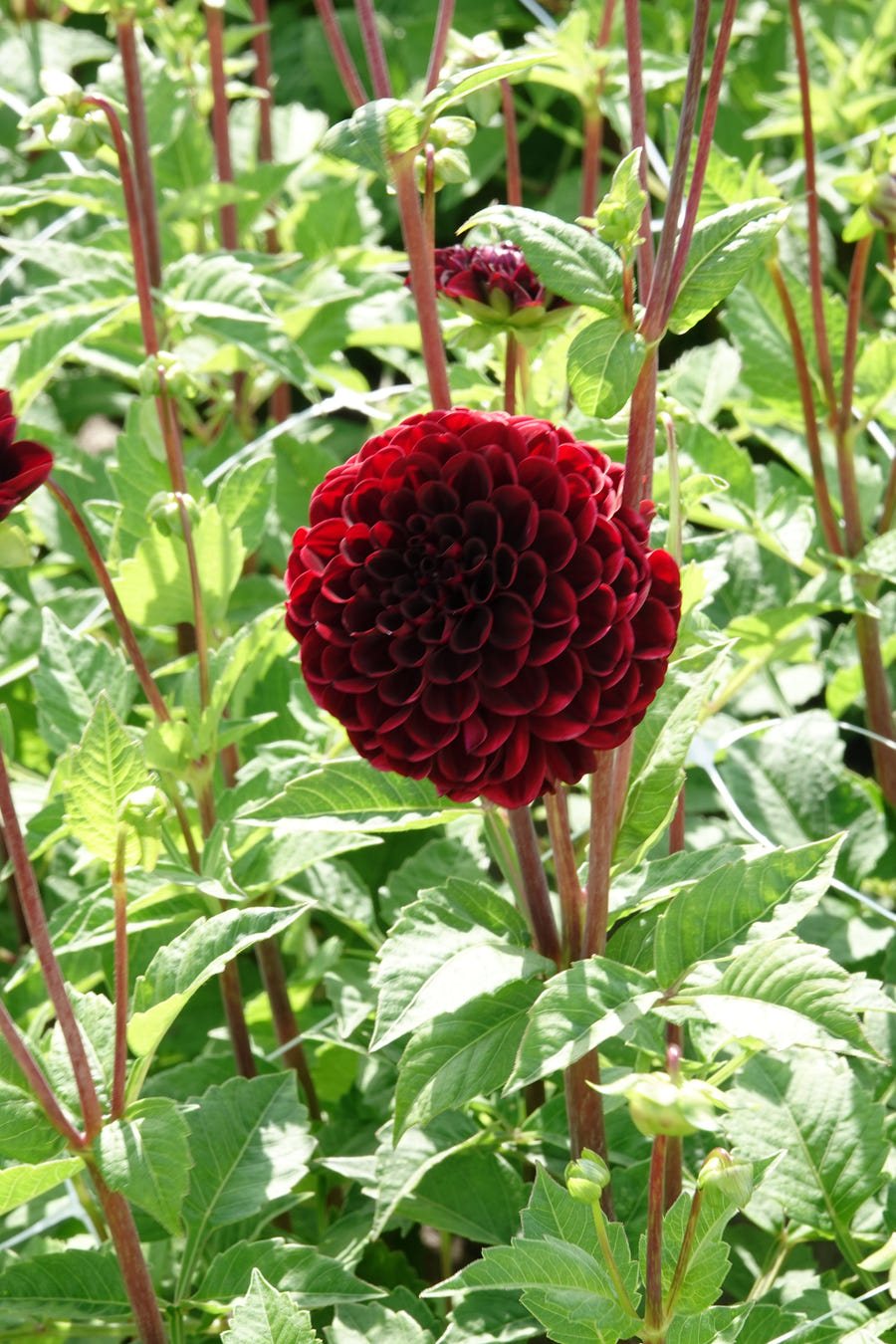 Dahlia 'Dark Spirit'