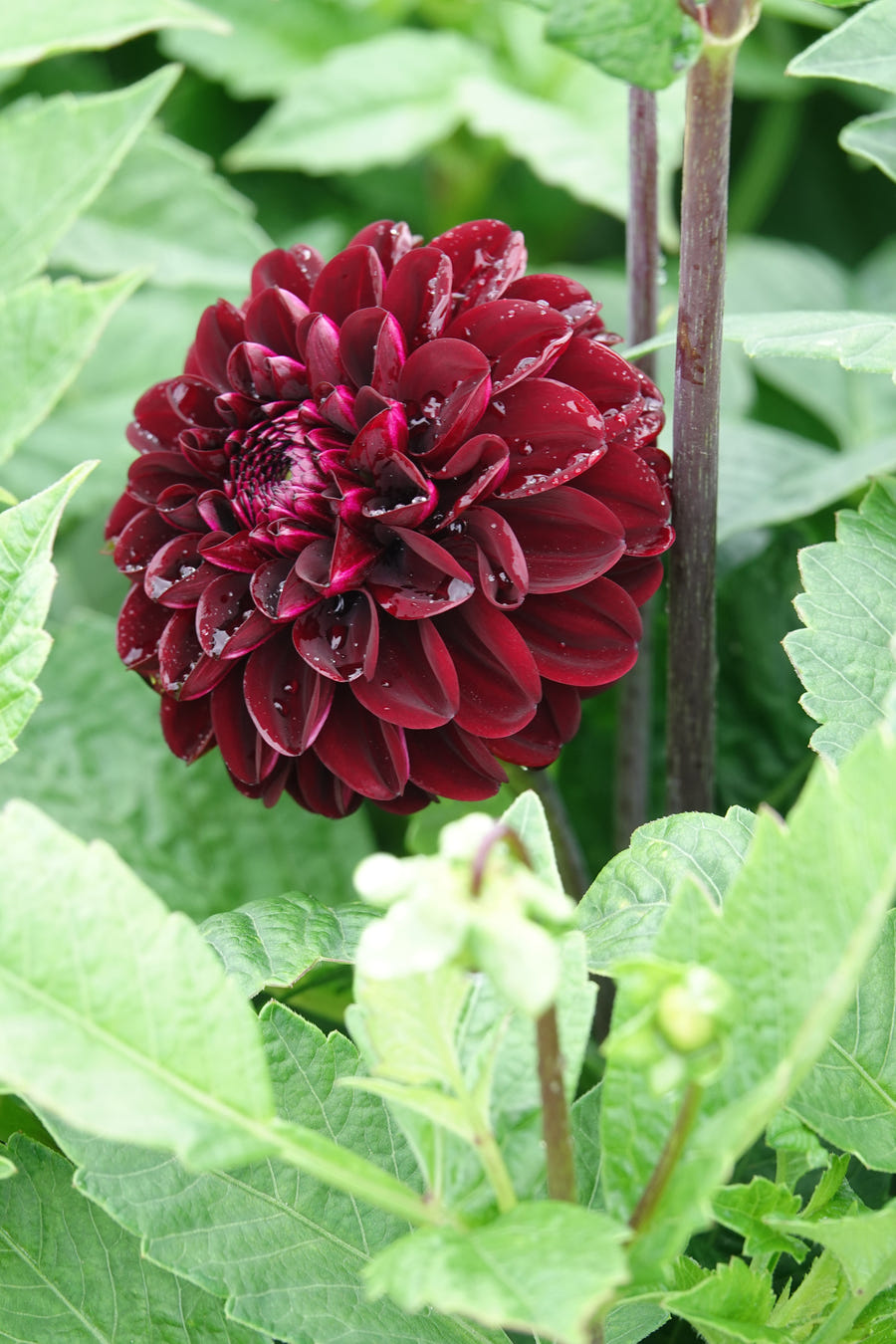 Dahlia 'Dark Spirit'