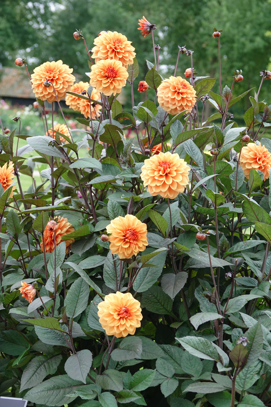Dahlie 'David Howard'