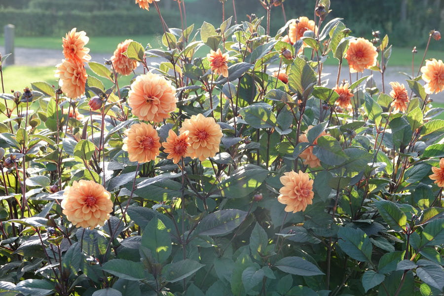Dahlie 'David Howard'