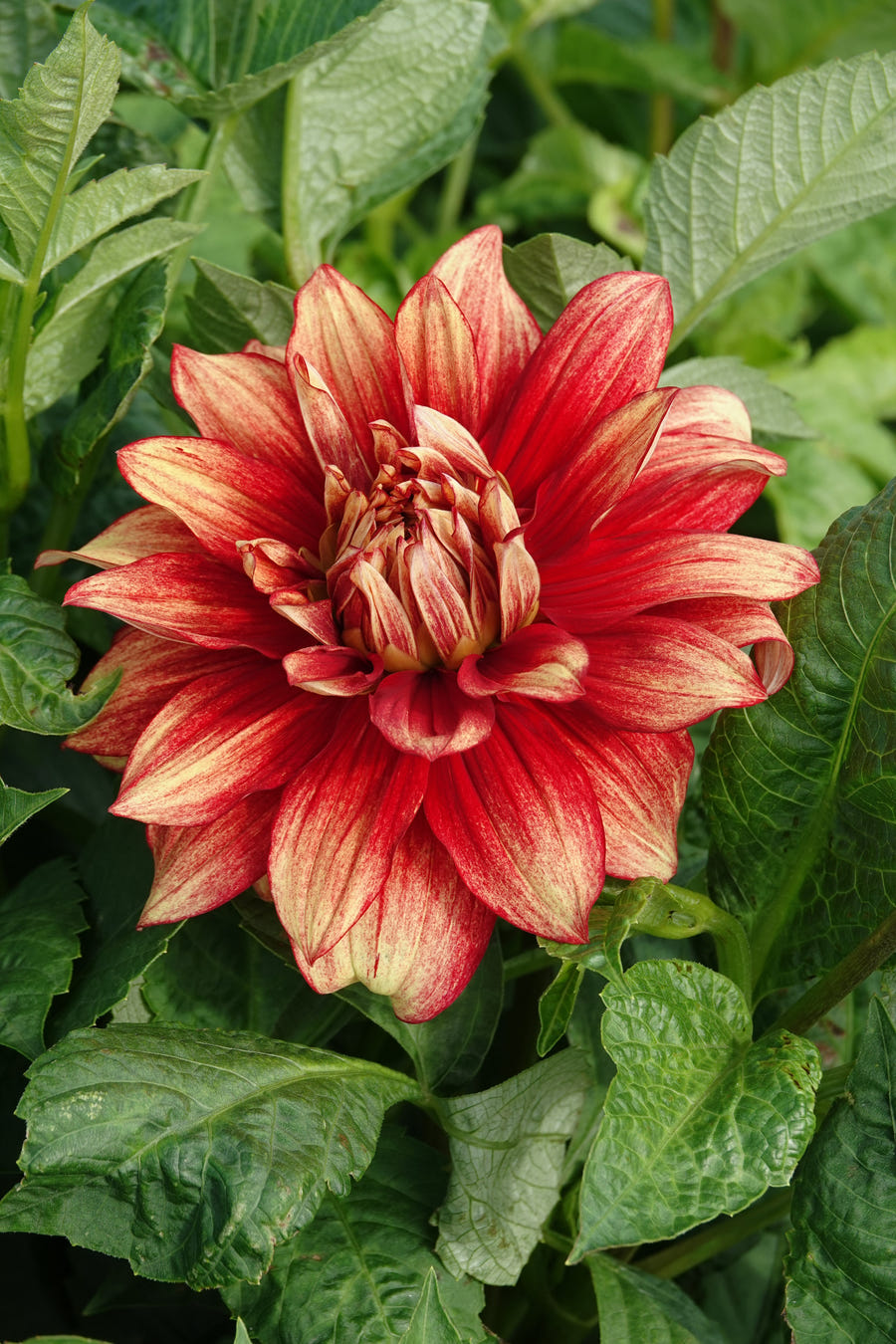 Dahlie Dazzling Magic