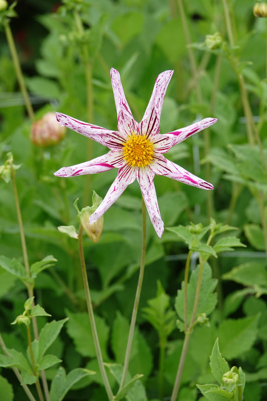 Dahlia Destinys Lehrer