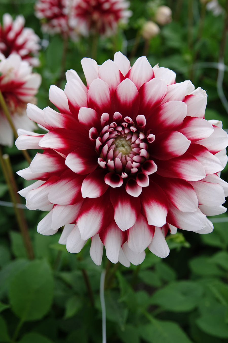 Dahlie Striped Duet