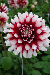 Dahlie Gestreiftes Duett