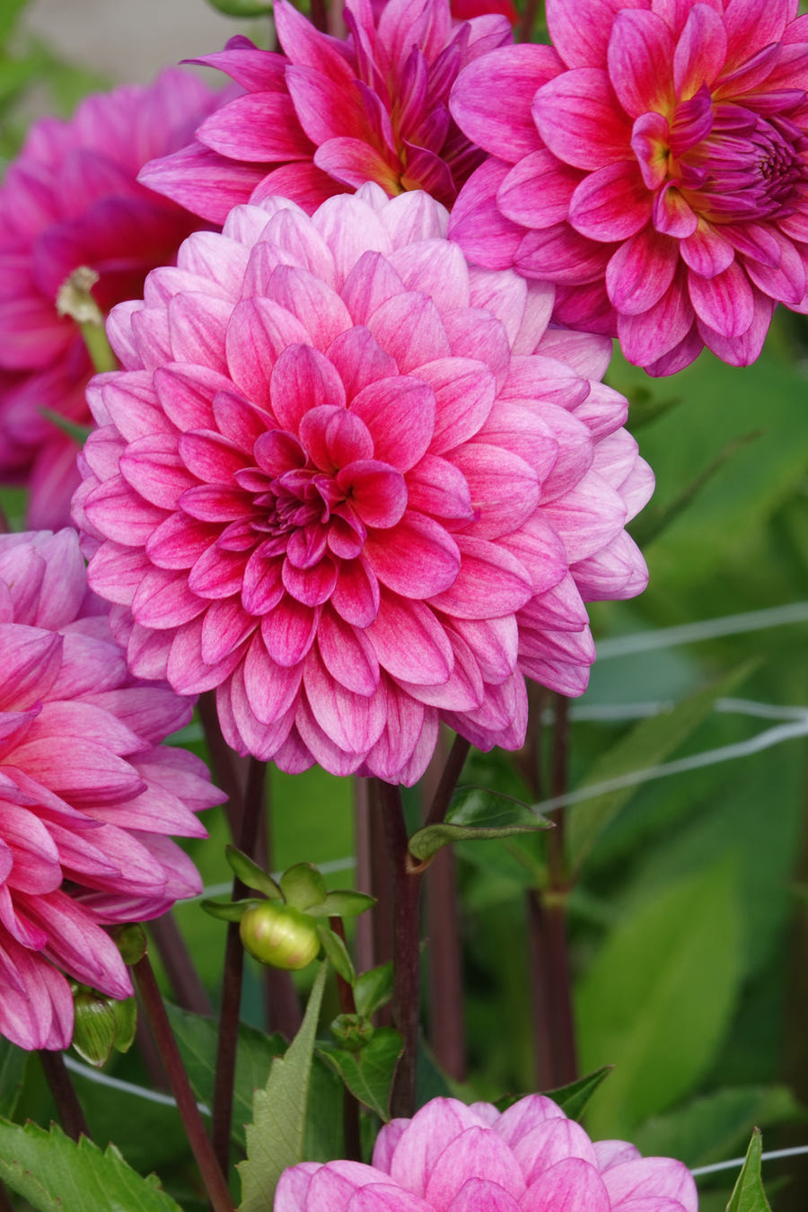 Dahlie Dutch Silence
