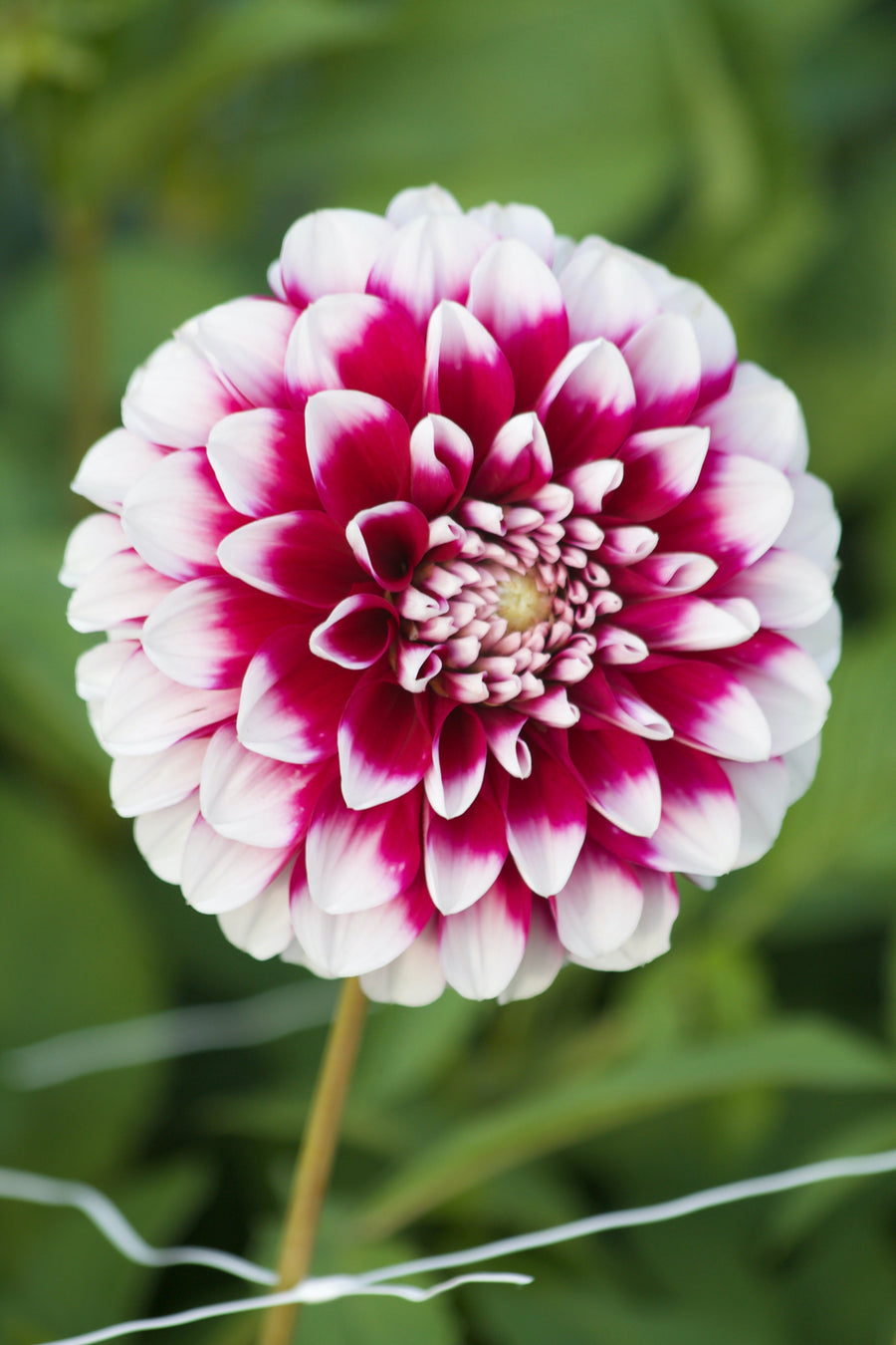 Dahlia Edinburg