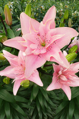 Lilium Elodie