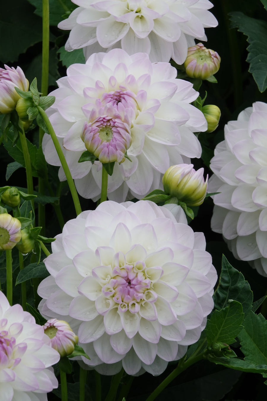 Dahlie Eveline