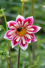 Dahlia Modehändler