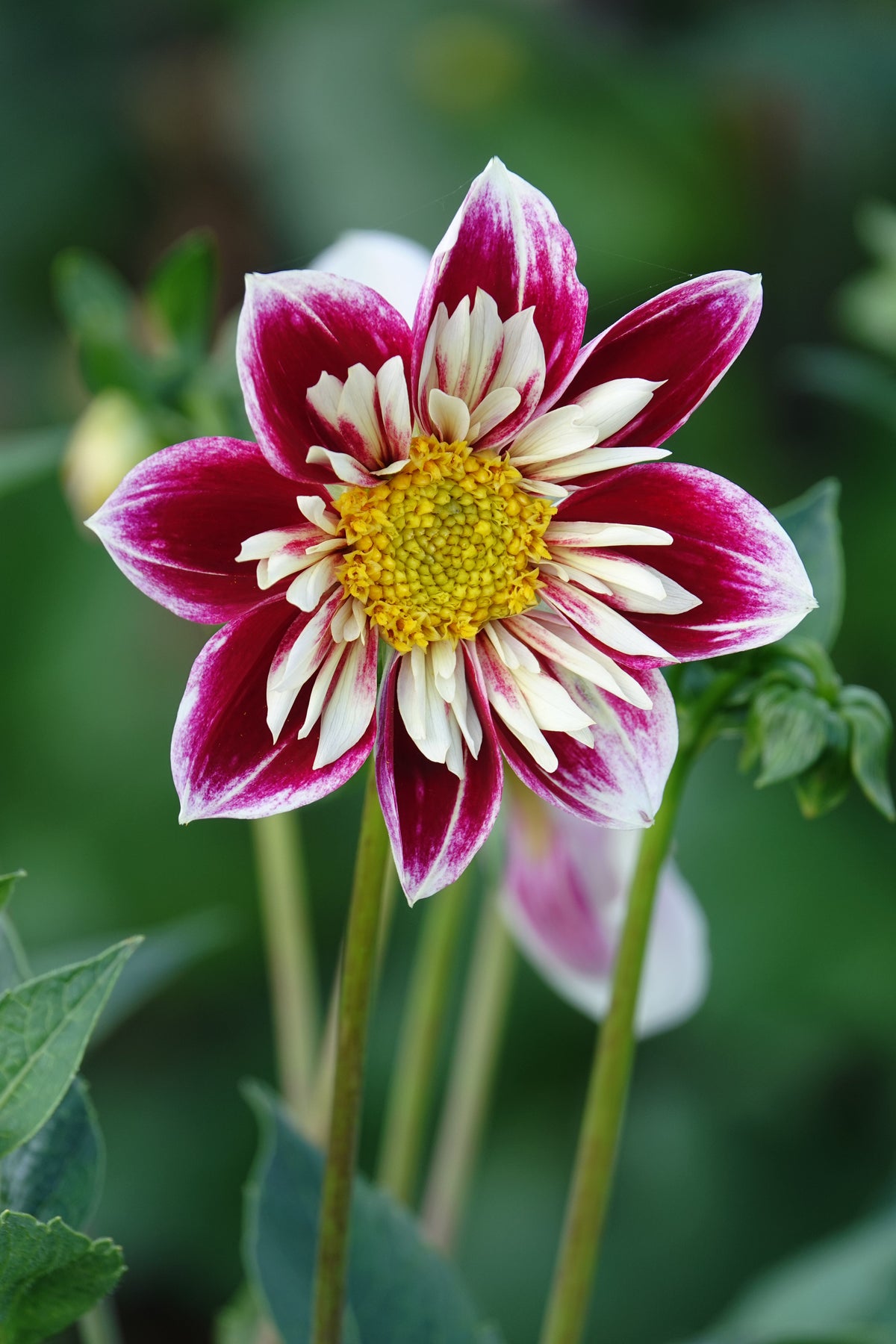 Dahlia Modehändler